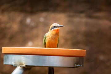 close up wild bird with all details with background blurred