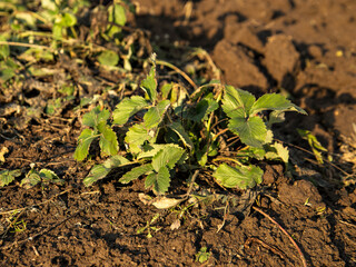 Strawberry bush with green leaves on dark ground on sunny spring day