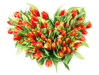 bunch of tulips isolated on white background