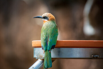 close up wild bird with all details with background blurred