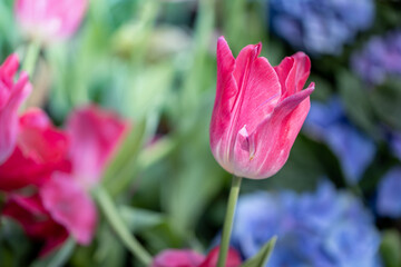 Beautiful bouquet of tulips. colorful tulips. nature background