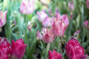 Beautiful bouquet of tulips. colorful tulips. nature background