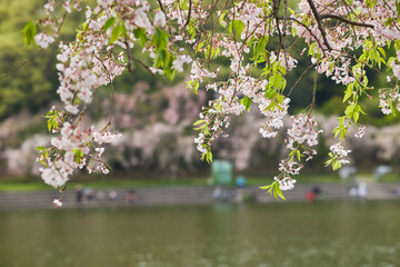 Fototapeta premium 春の桜満開の公園で釣りをしている人々の姿