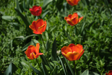 red and yellow tulips