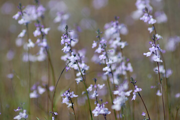 flowers in the field