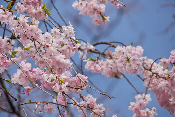 春の満開のピンク色のしだれ桜の風景