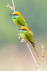 A pair of Green Bee-eaters perching on a perch
