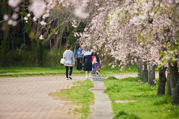 春の桜満開の公園で花見している家族たちの姿