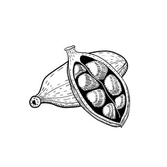 Cardamom, hand drawn sketch vector illustration, vintage engraving isolated on white background.