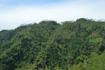 forest in the mountains
