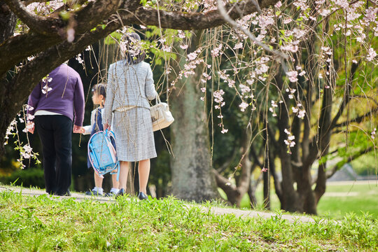 ランドセルを持って桜満開の公園で記念写真を撮影している家族たち
