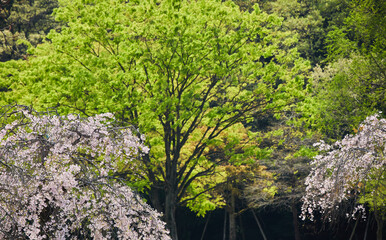 春の公園の新緑の森と満開の桜の花の風景