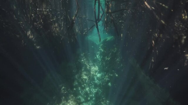 Amazing underwater  view of casa cenote near tulum riviera maya yucatan peninsula mexico. Pristine clear turquoise water and sunbeams in mangrove
