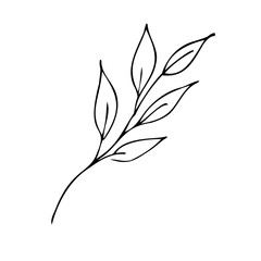 Branch of a plant with laurel leaves. Isolated vector illustration, simple cartoon line art.
