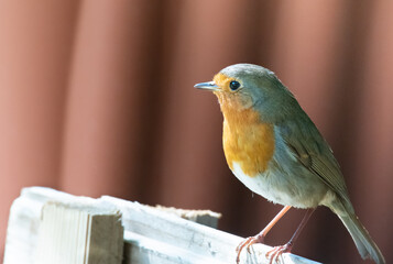 Beautiful Robin sitting in rustic environment with red background waiting for bugs