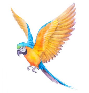 Beautiful Bird parrot Macaw blue and gold hand paint watercolor on paper with white background