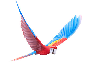 Beautiful Bird parrot Macaw scarlet hand paint watercolor on paper with white background © wirakorn