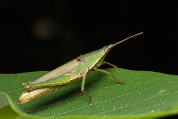 Fototapeta premium green katydid standing on green leaf