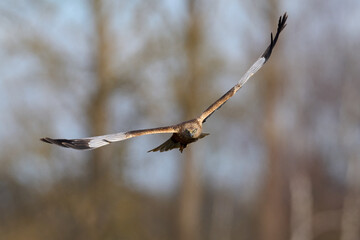 Western marsh harrier (Circus aeruginosus)