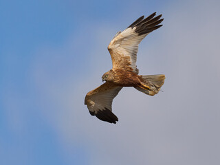 Western marsh harrier (Circus aeruginosus)