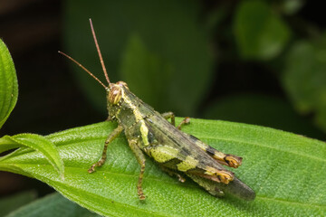 Fototapeta premium green grasshopper in nature