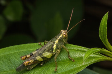 green grasshopper in nature