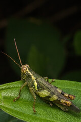 green grasshopper in nature