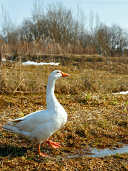 White goose stands on one paw on brown land