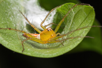 beautiful lynx spider in nature