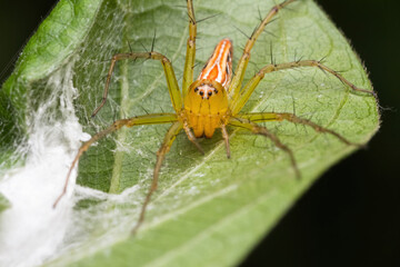 beautiful lynx spider in nature