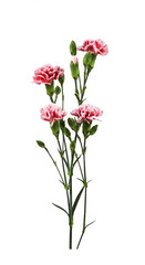 Red and white carnation flowers with green buds and leaves isolated