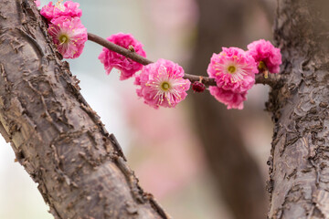 Double plum elm in spring bloom