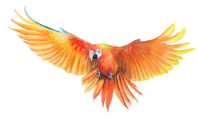 Beautiful Bird parrot Macaw hand paint watercolor on paper with white background © wirakorn