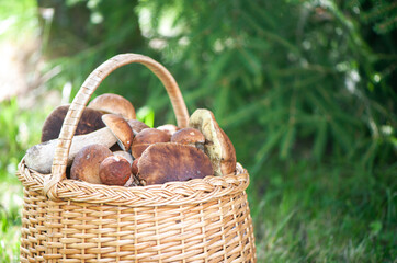 Basket with chic porcini mushrooms on a natural forest background, space for text