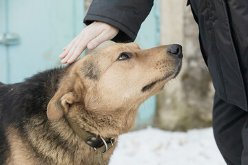 Satisfied muzzle of a dog with a sterilization tag in the ear  is stroking by man's hand. Concept...