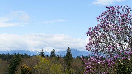 Olympic National Park Washington state © jacek