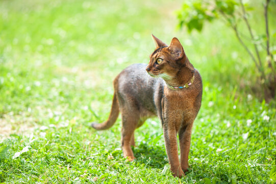 Abyssinian cat in collar, walking in juicy green grass. High quality advertising stock photo. Pets walking in the summer, space for text