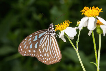 beautiful butterfly in nature