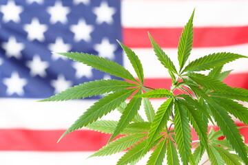 flag america cannabis plant