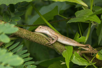 oriental garden lizard in nature
