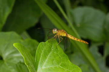dragonfly standing on green leaf