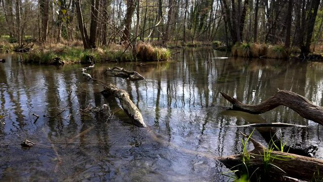 natural swamp with clear water on a spring day
