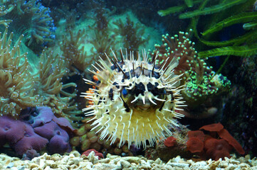 Long-spine Porcupinefish (Diodon holocanthus)