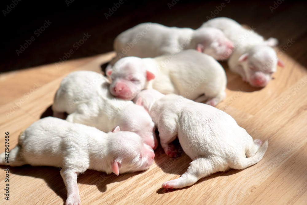 Sticker Newborn white adorable puppies sleeping in beams of sunlight  shining through the window