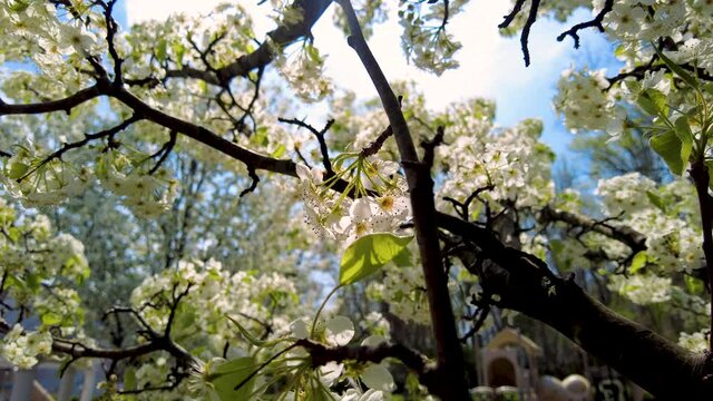 Closeup selective focus spring footage showing a Pyrus calleryana, Callery Pear tree at full blossom. The white cluster flowers are moving in breeze with song birds singing in background.