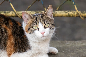 Portrait of a stray cat close up.