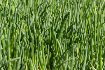 Organic green onions. Spring onions grow in a garden bed. Close-up.