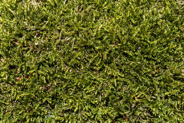 Green moss texture close up.