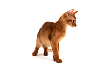 Abyssinian ginger cat stands on a white background