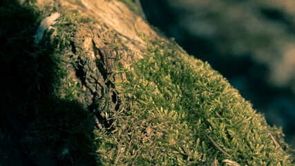 moss on the ground © Marcin